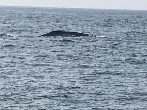 Ocean Explorers-美蕊沙必去景点