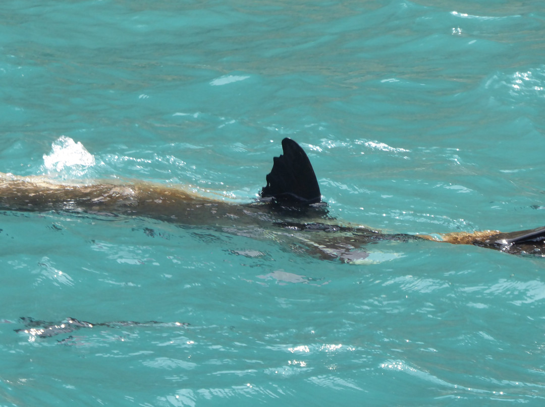 Seals by Sea Tours景点图片