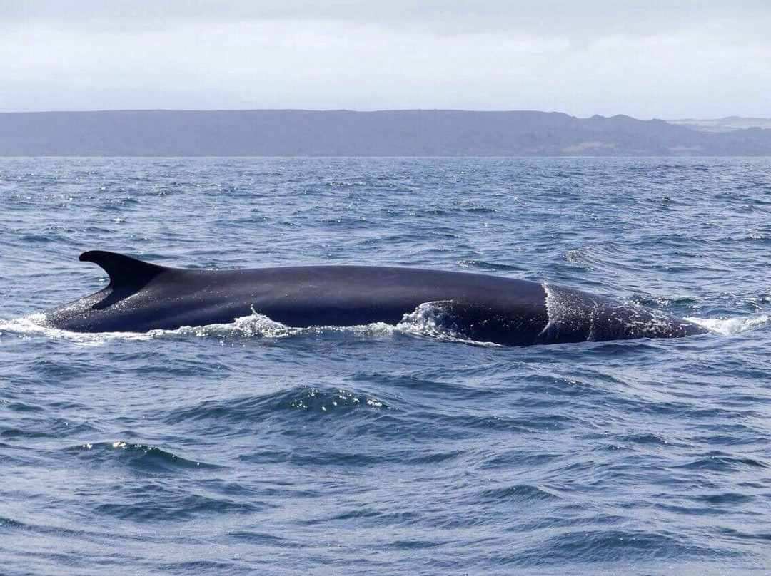 Whale Watching Chile-拉塞雷纳必去景点