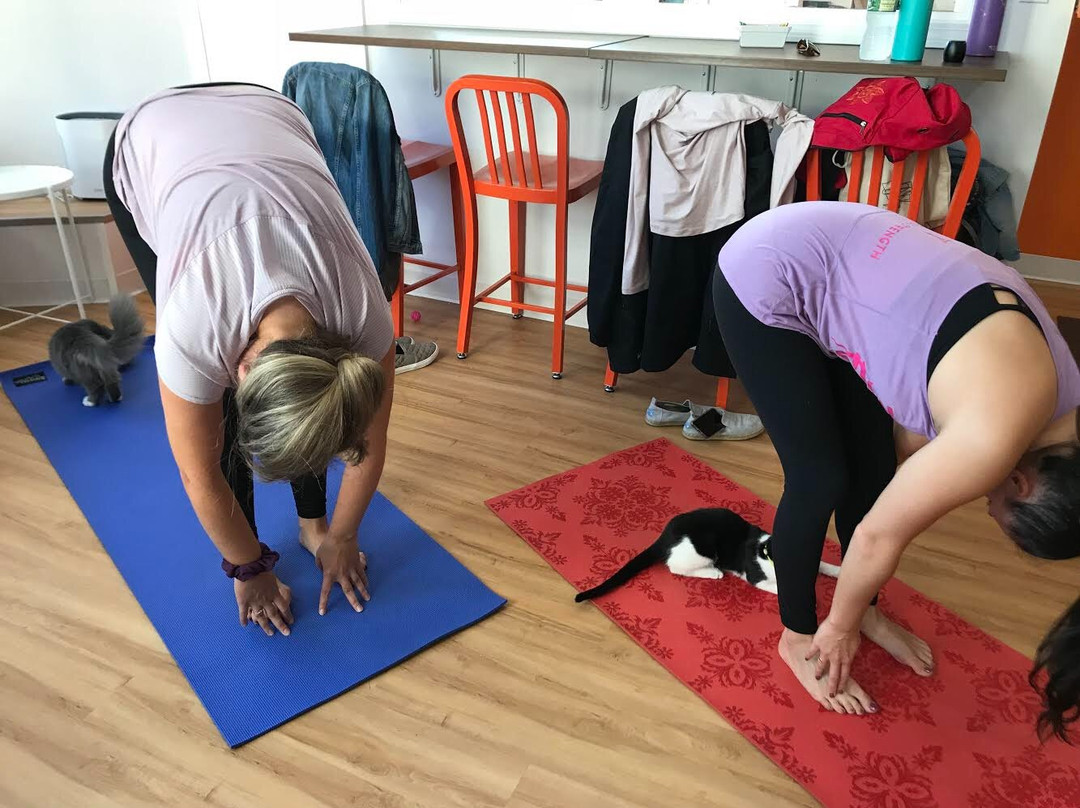 Mew Haven Cat Cafe-纽黑文必去景点