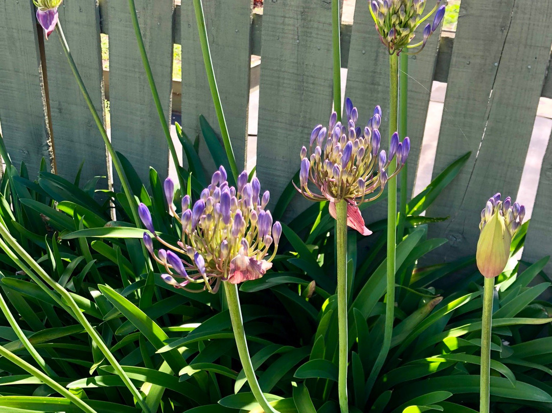 Addlestone House Bed and Breakfast主图