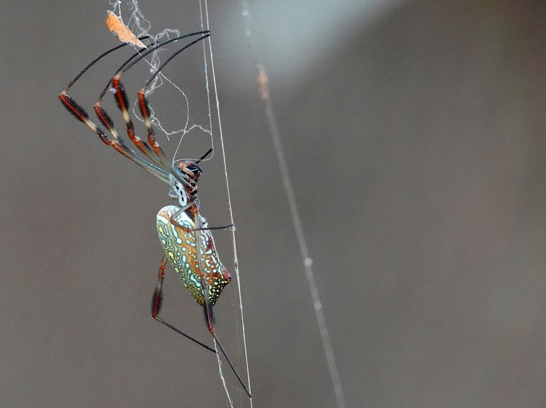 Paco's Reserva De Flora & Fauna-马萨特兰必去景点