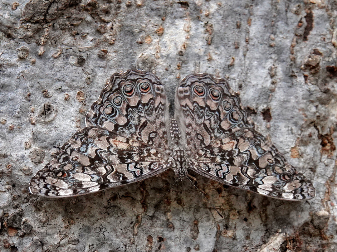 Paco's Reserva De Flora & Fauna-马萨特兰必去景点