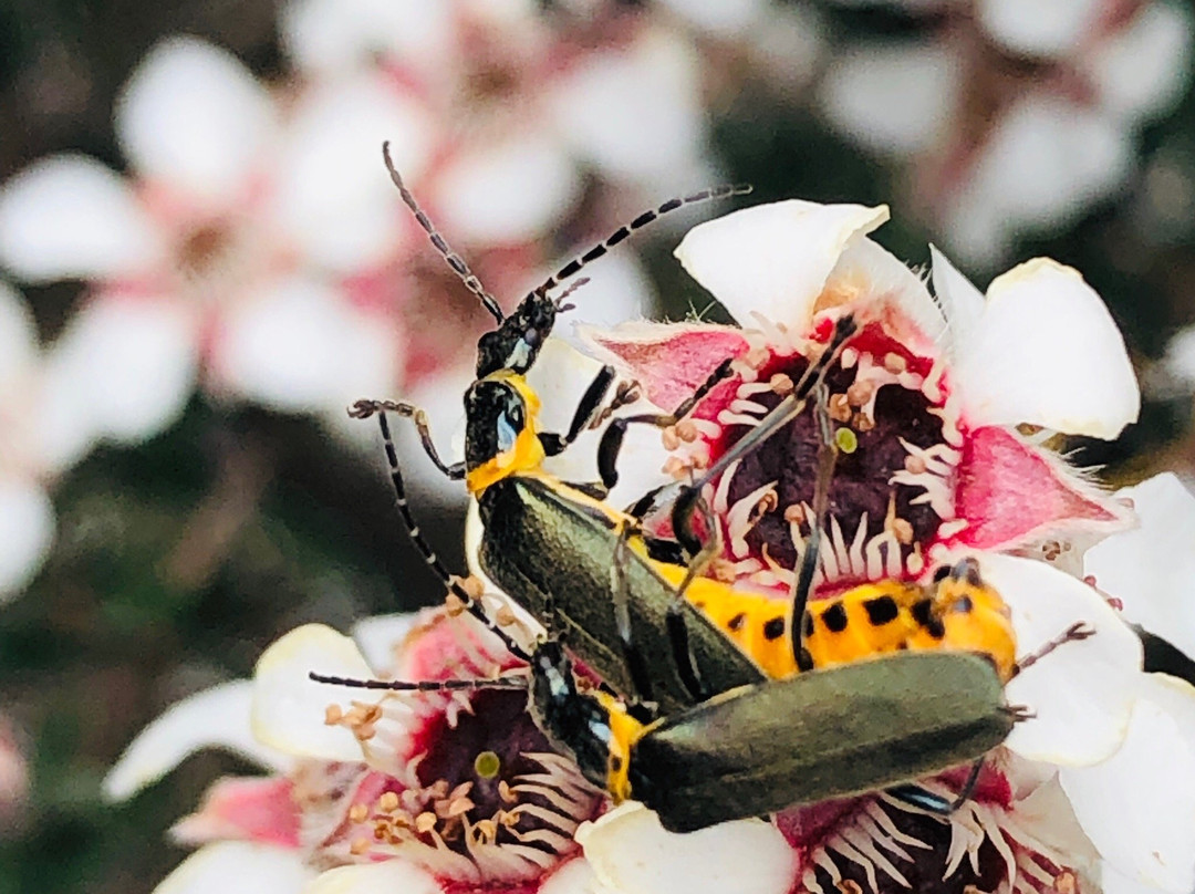 Tasmanian Bushland Garden-Buckland必去景点