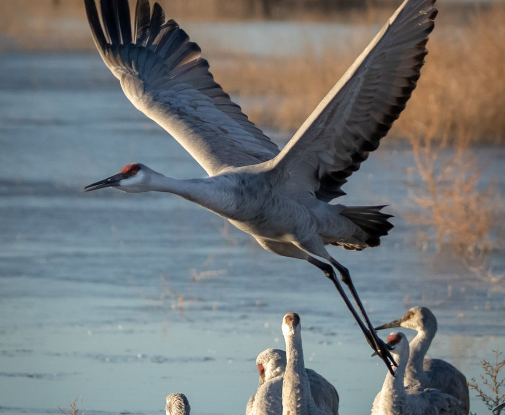 Bosque del Apache National Wildlife Refuge-San Antonio必去景点
