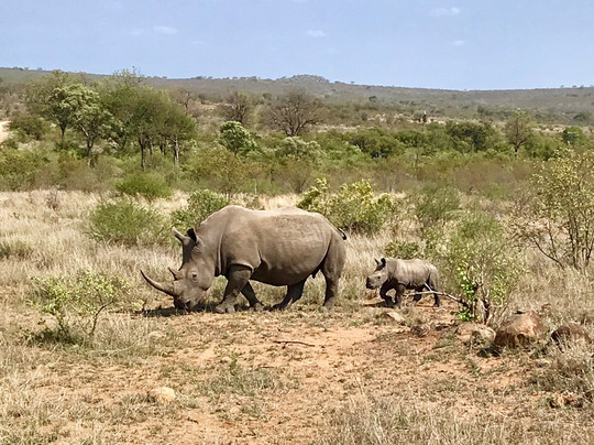 Vula Safaris-尼斯普鲁特必去景点