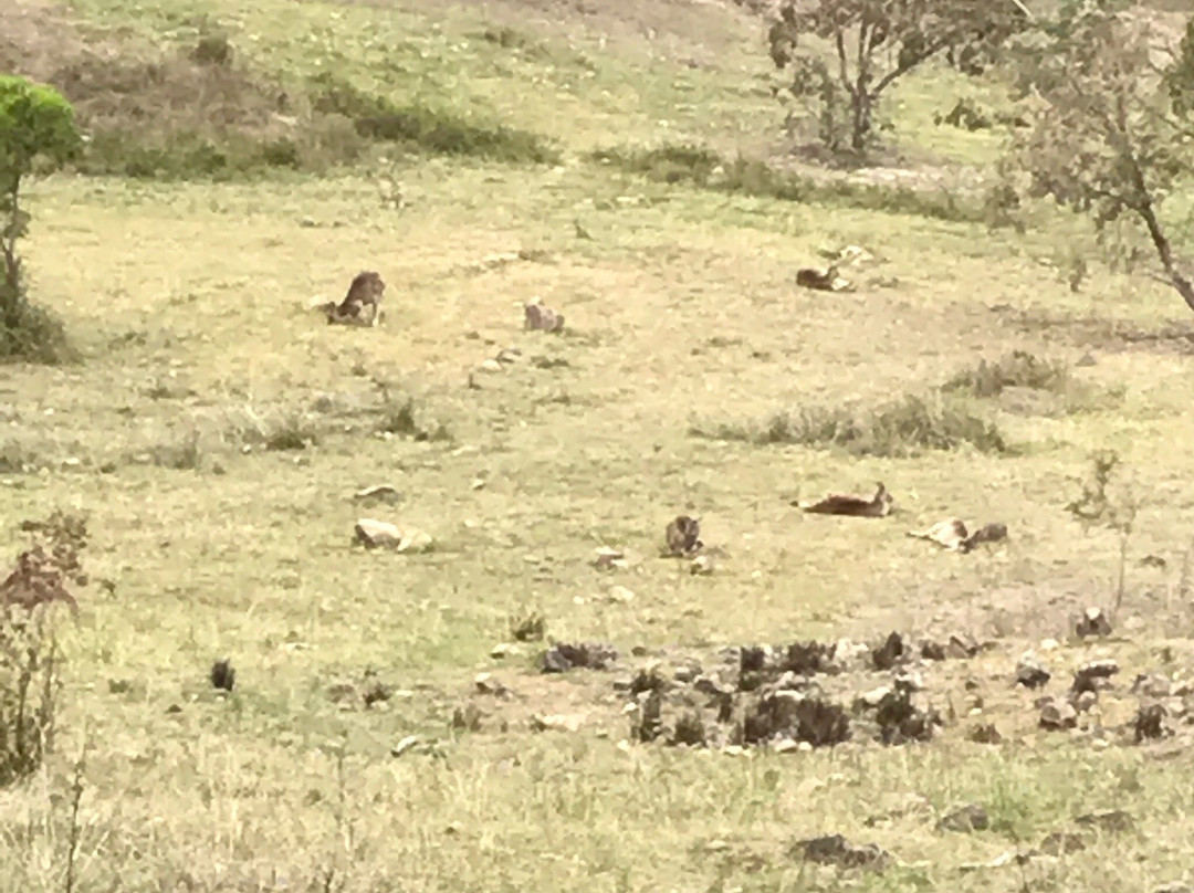 Mount Taylor Nature Reserve-堪培拉必去景点