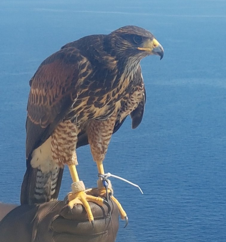 Sharp Sight Falconry-Qrendi必去景点