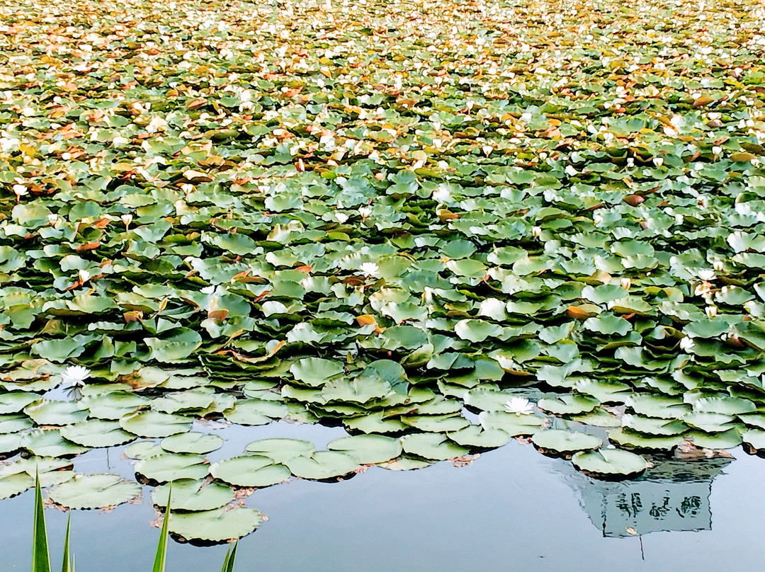 Ureshino Motoyu主图