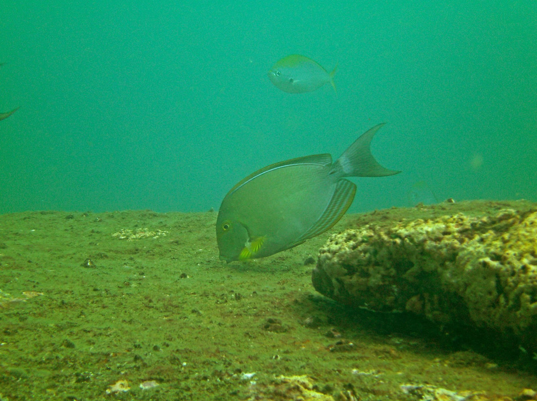 Sunshine Diving-Trincomalee必去景点