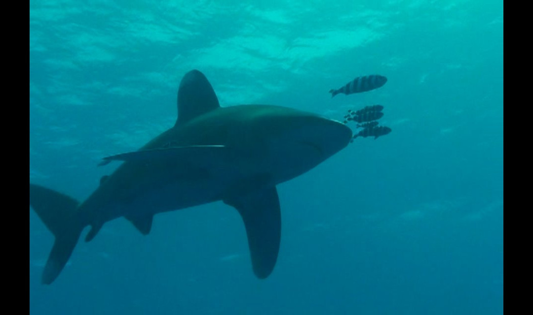 Aqualized Dive Adventures-Anavyssos必去景点