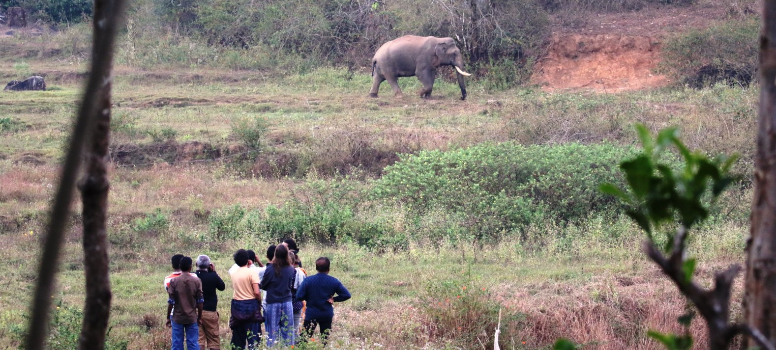 Jungle Retreat Wayanad-官方