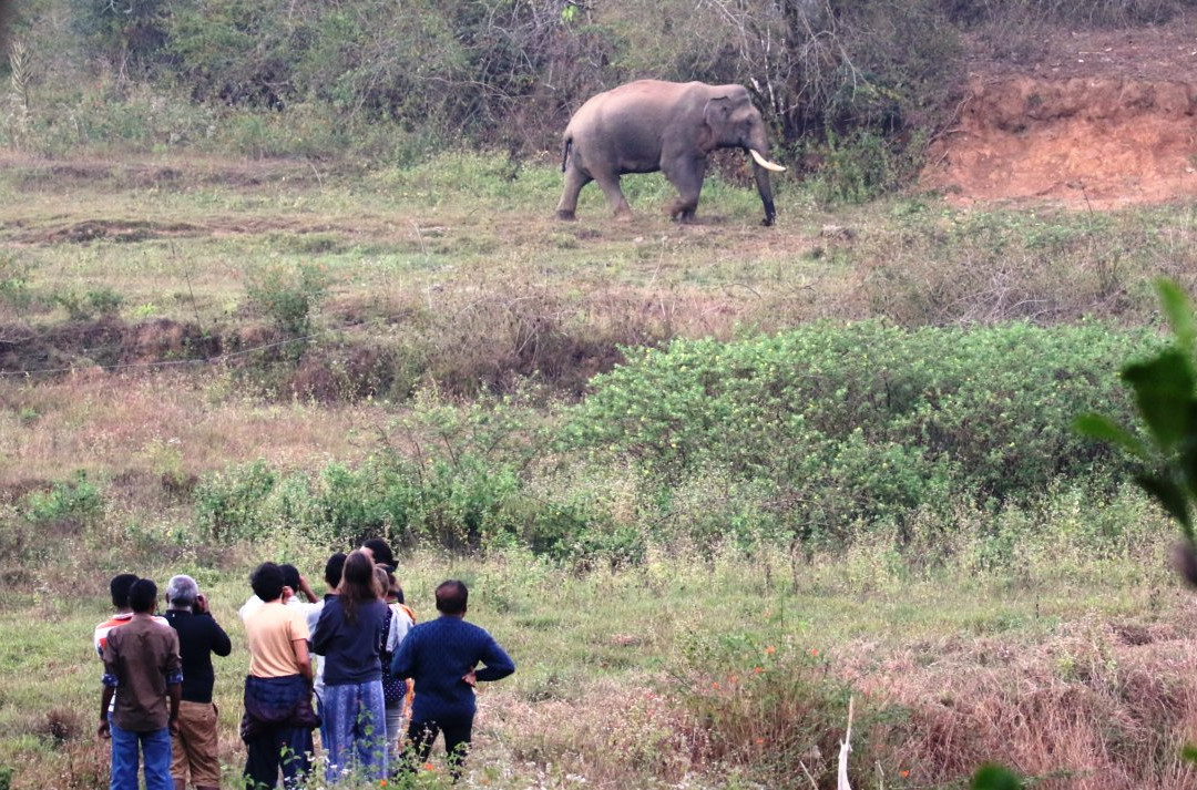 Jungle Retreat Wayanad主图