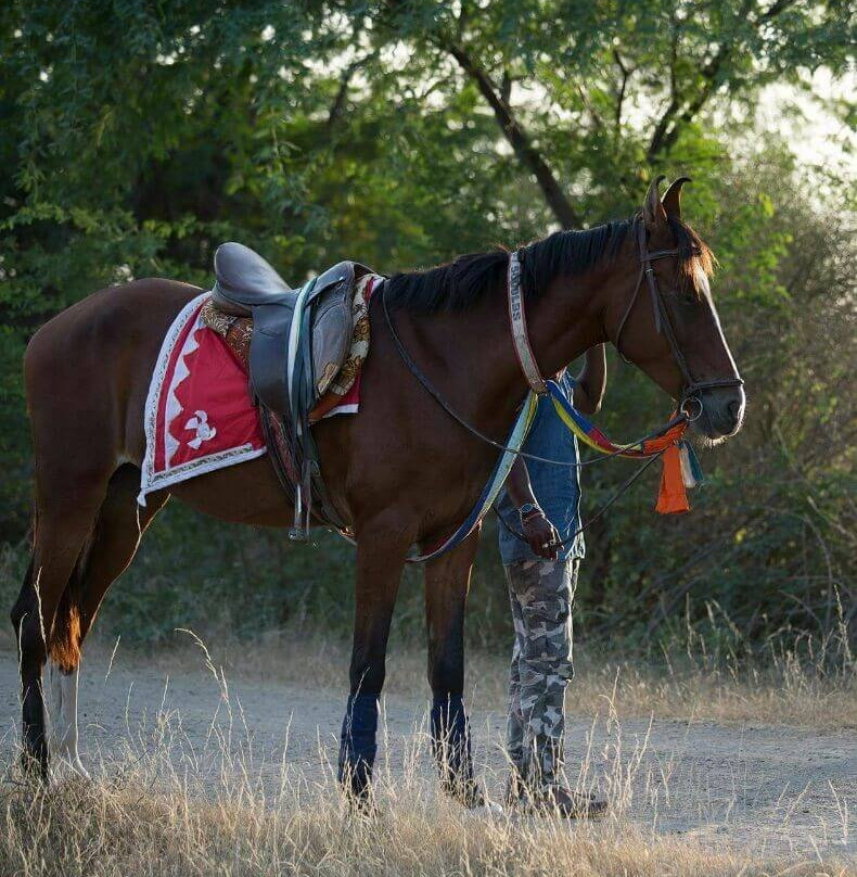 Rajasthan Adventure and Safari Tours景点图片