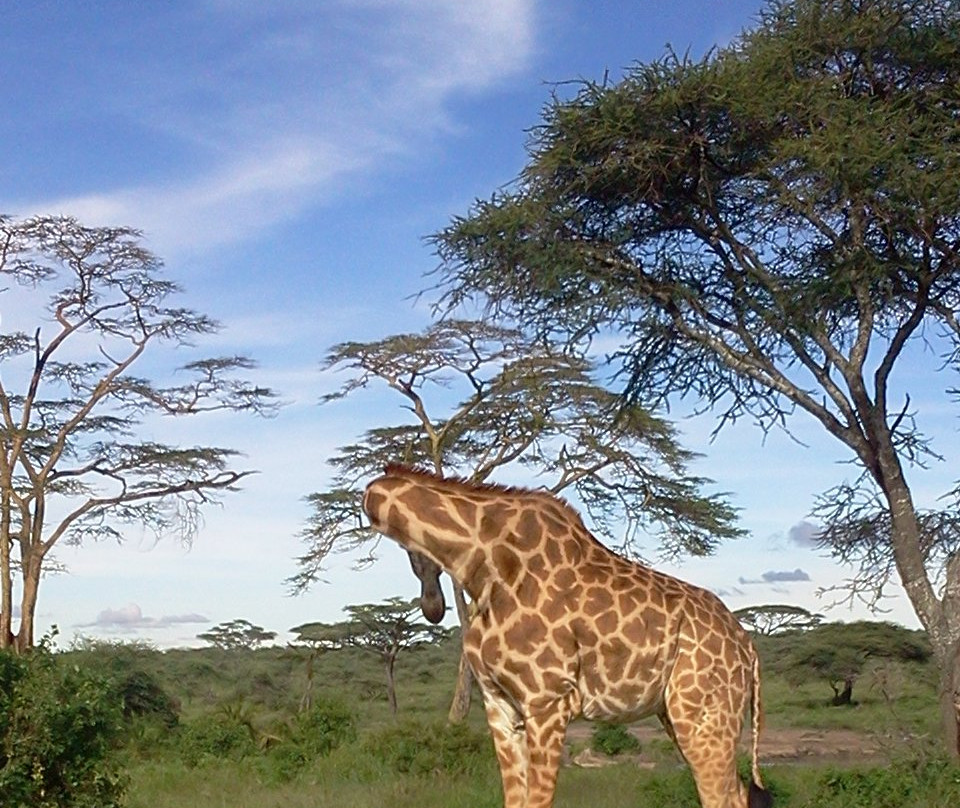 Chui Tanzania Tours & Safaris景点图片