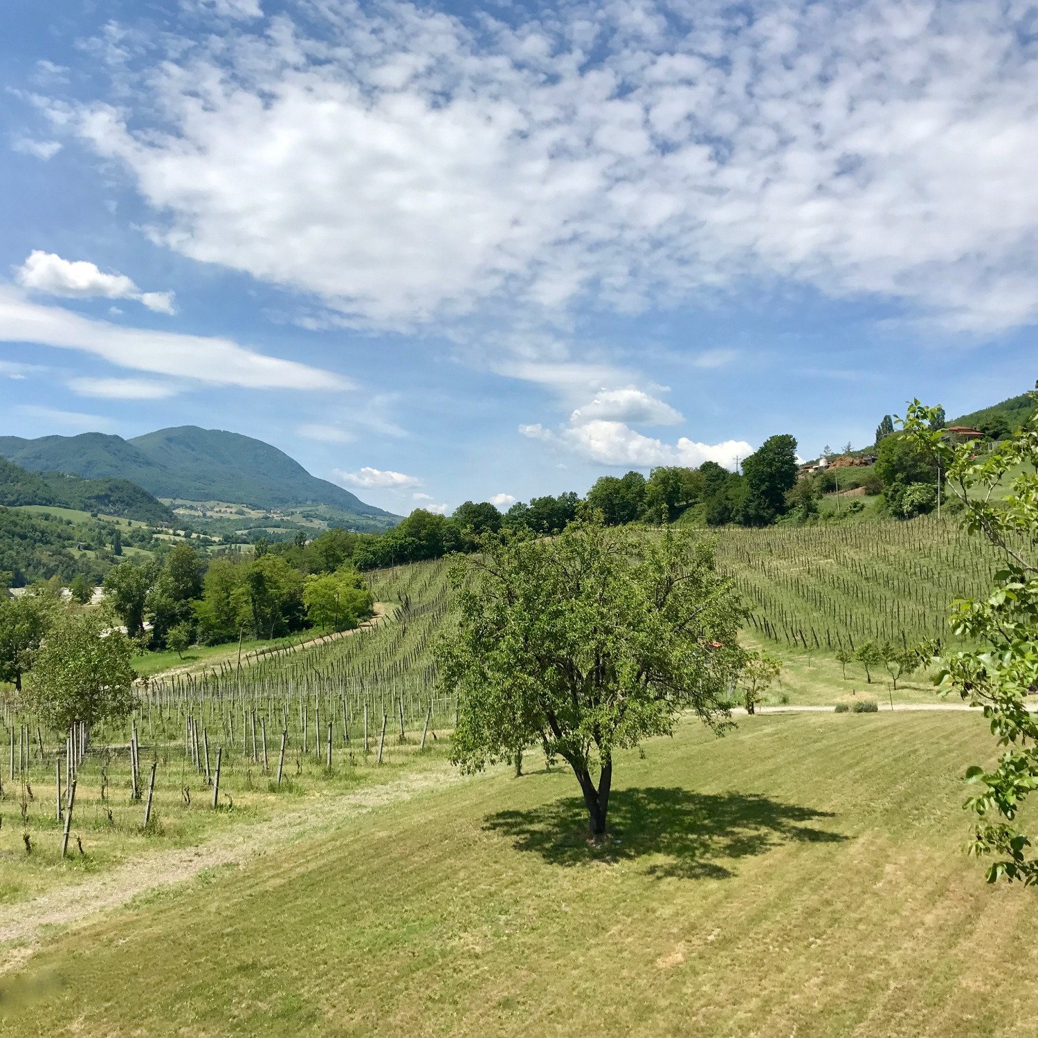 Podere Pradarolo-酒店景观