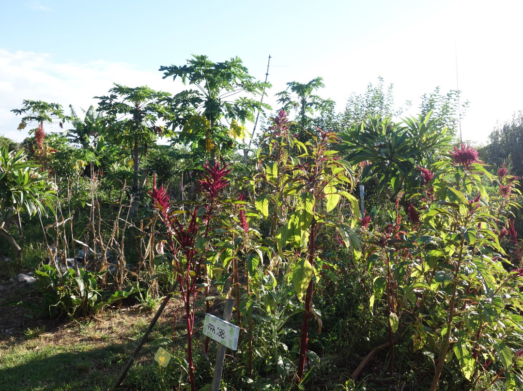 Mullumbimby Community Gardens景点图片