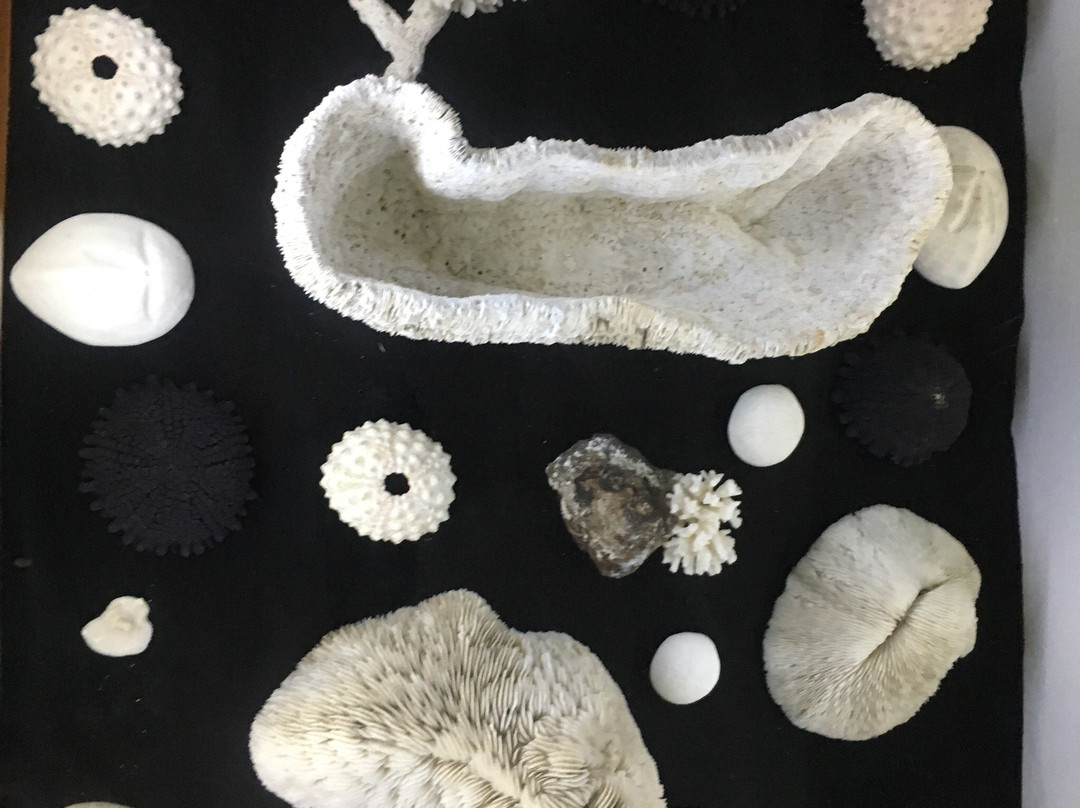 Musée du Coquillage-贝尔欧布莱必去景点