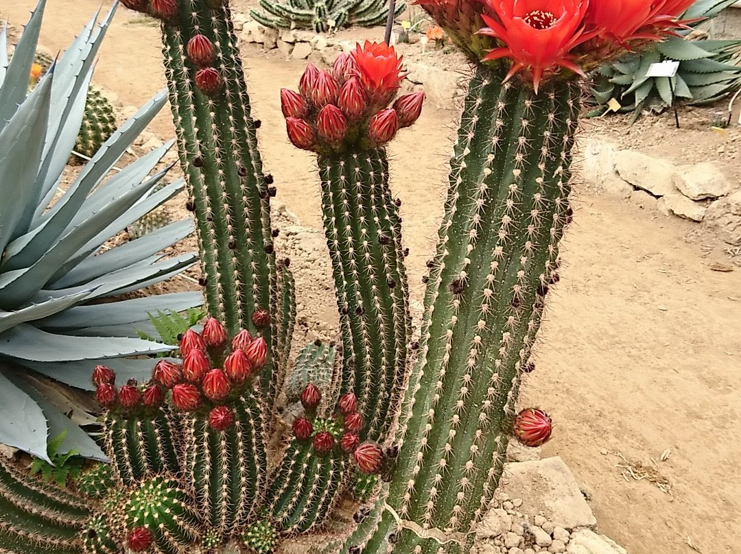 Cactuseraie de Creismeas景点图片