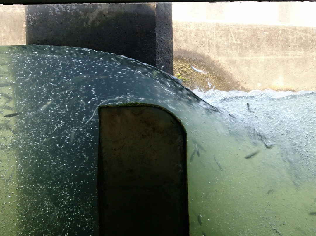 Toneozeki-行田市必去景点