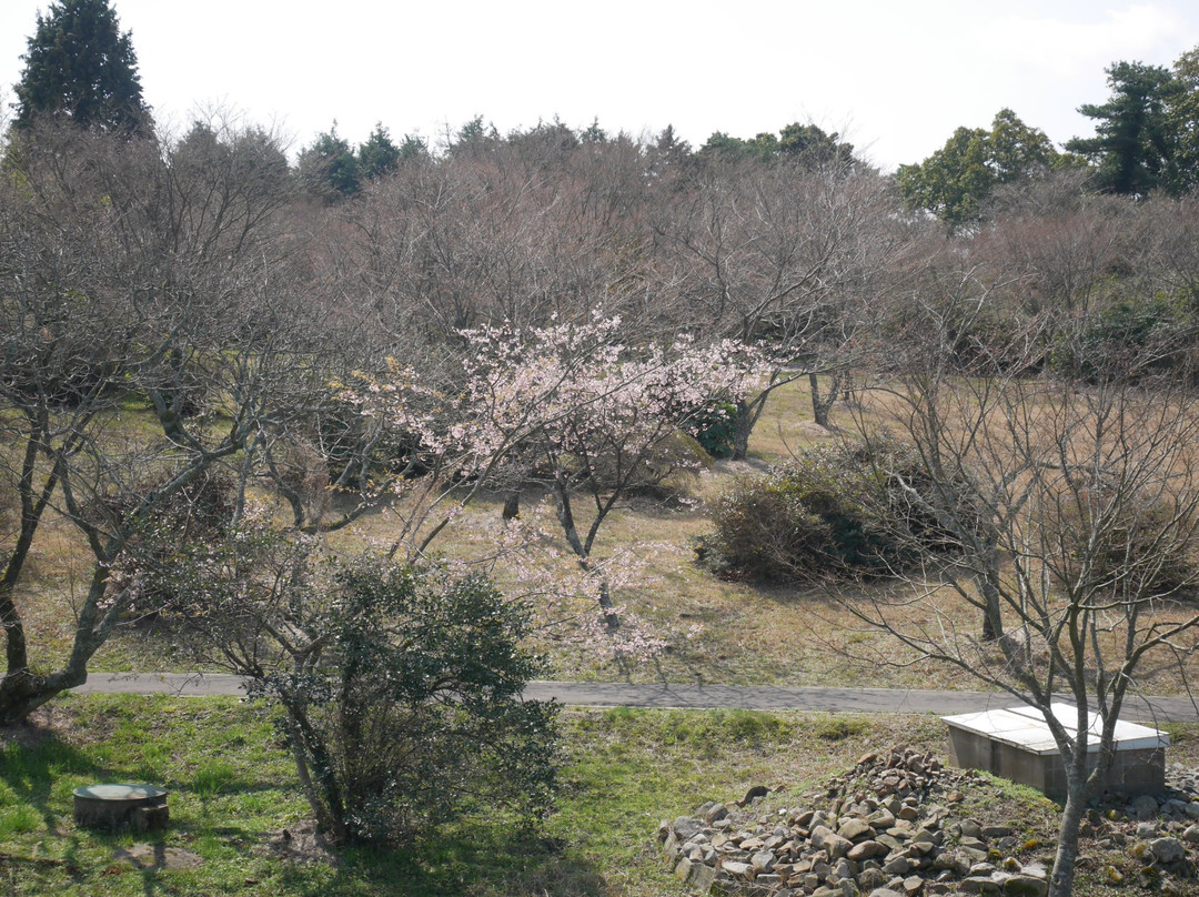 Cherry Trees in Kagamiyama景点图片