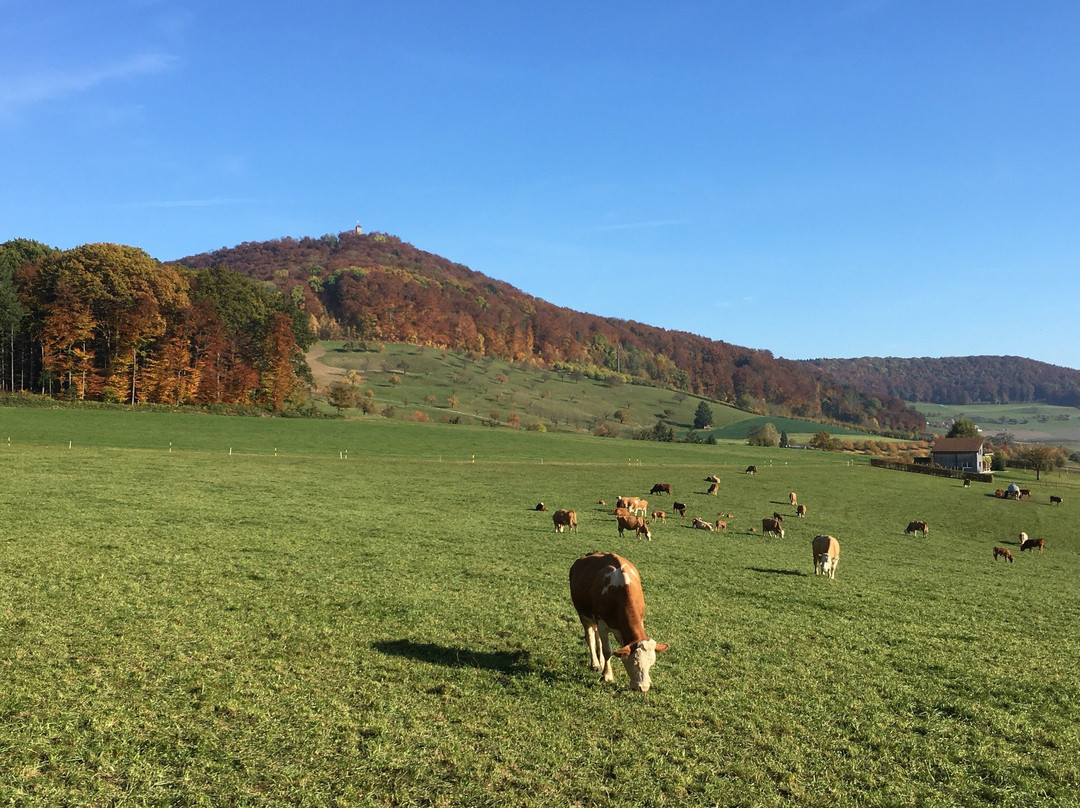 Magden旅游攻略图片