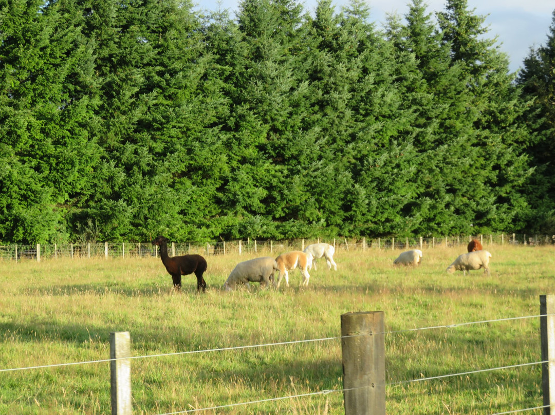 Ruapehu Country Lodge主图