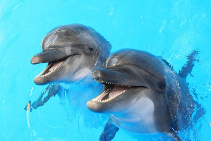 Dolphinarium Nemo景点图片