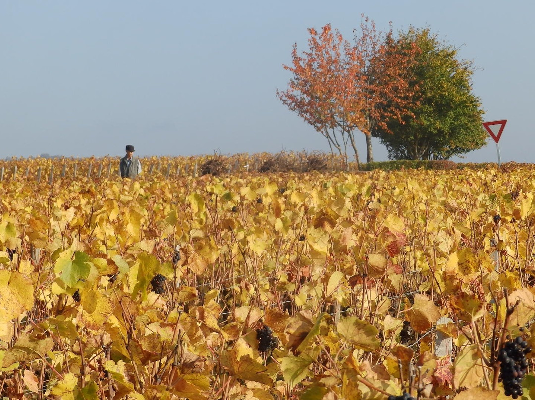 Domaine Armand Rousseau景点图片