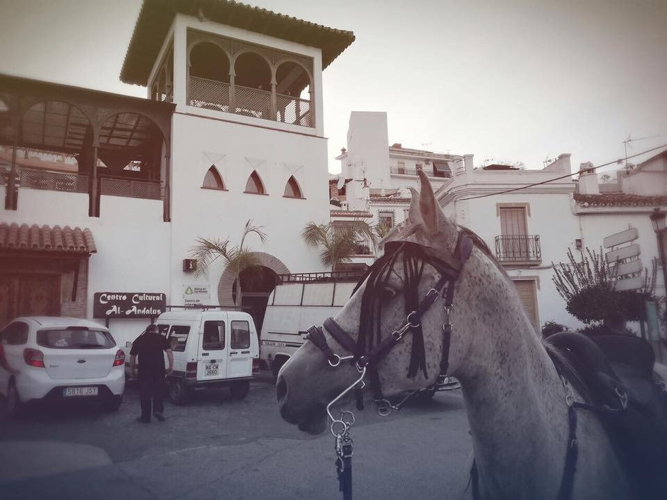 Malaga Horse Trails景点图片
