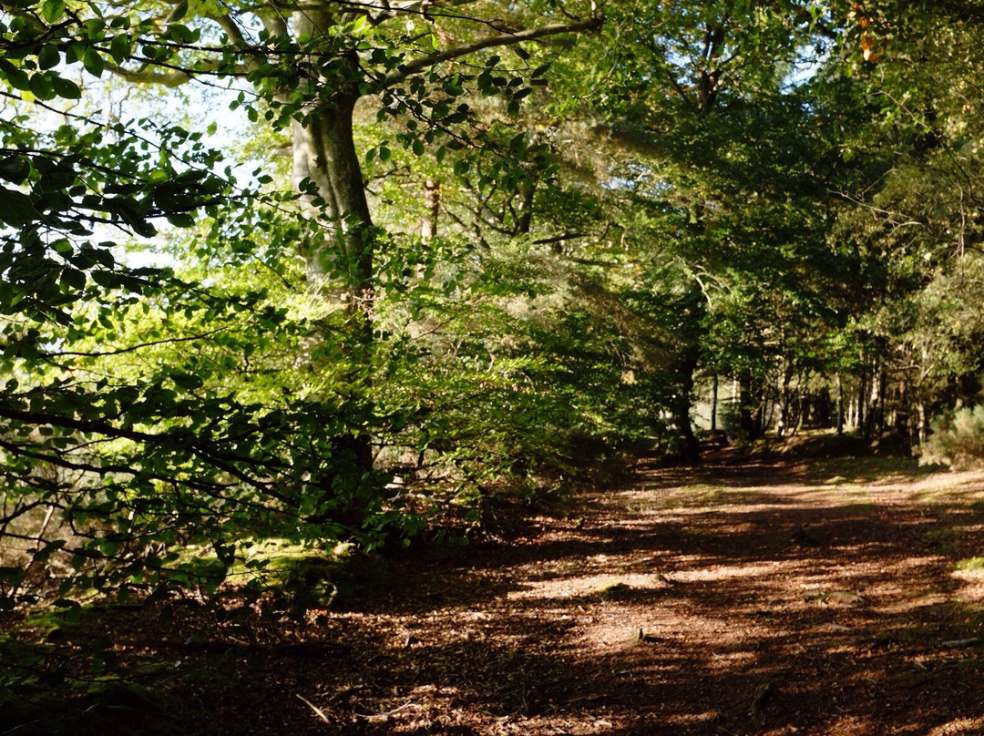 Denlethen Wood景点图片