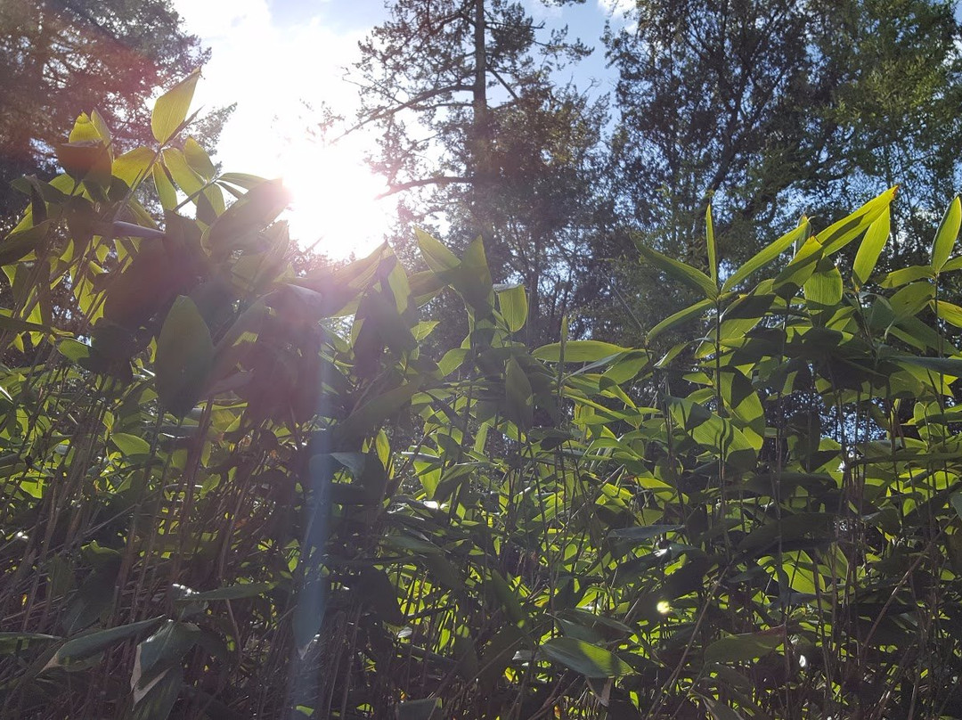 Bamboo Sourcery Nursery & Gardens-Sebastopol必去景点
