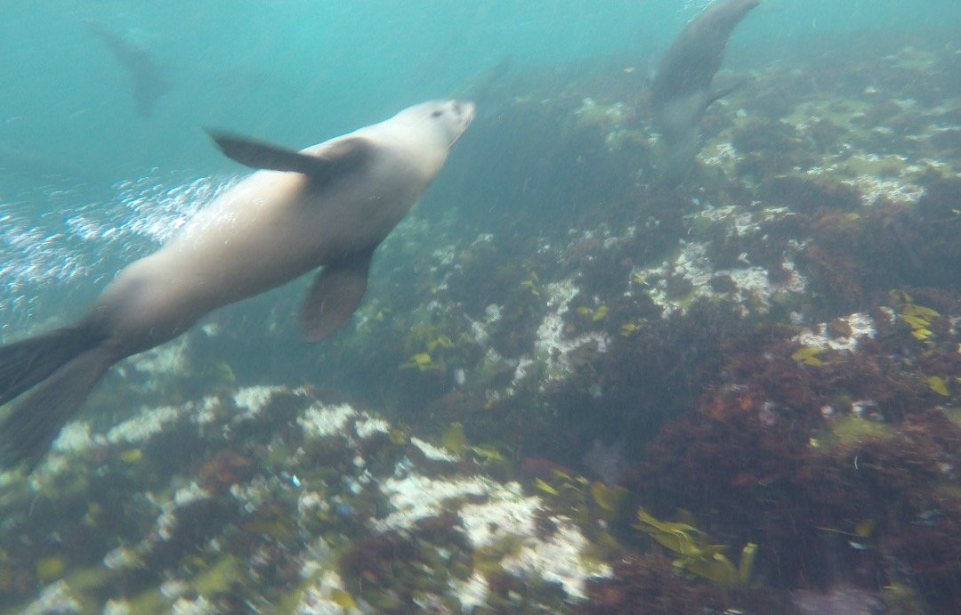 Animal Ocean Seal Snorkeling景点图片