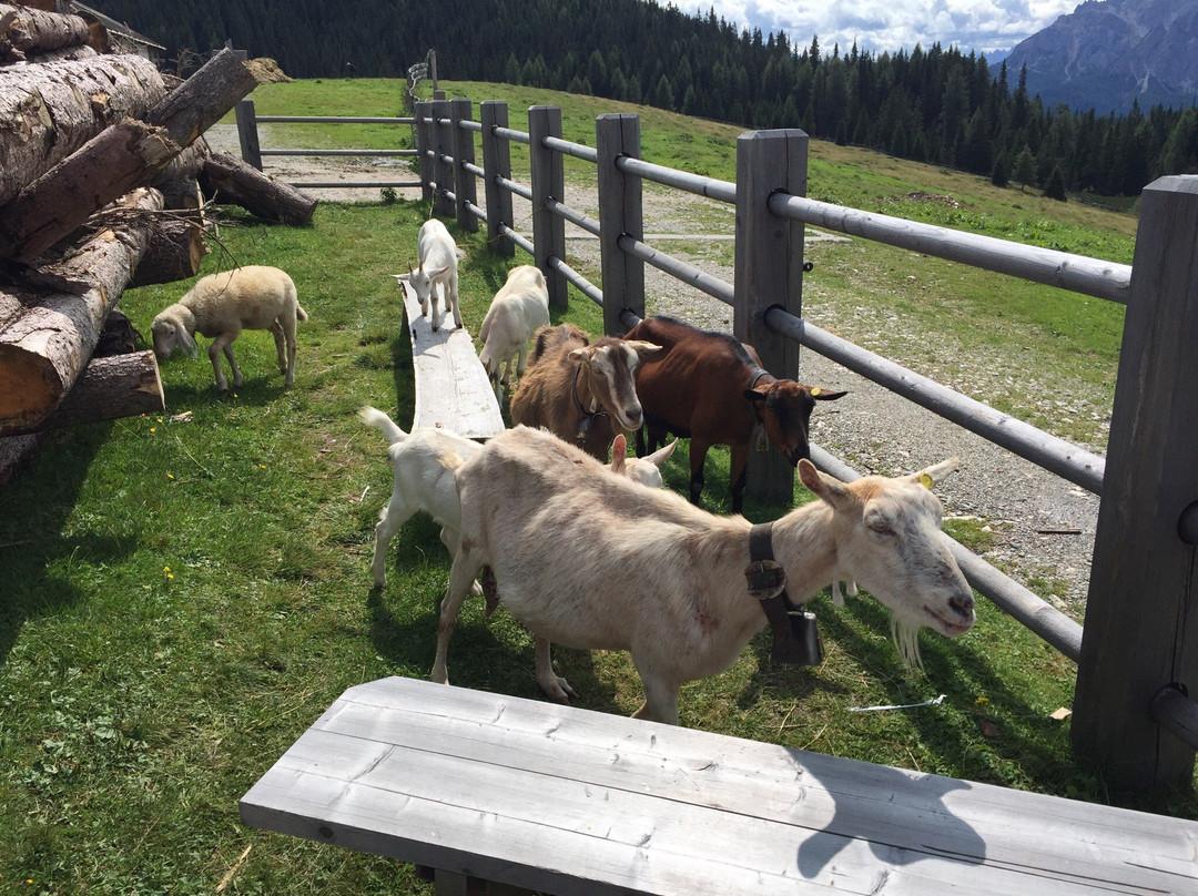 Malghe di Nemes e Coltrondo dal Passo di Monte Croce Comelico景点图片
