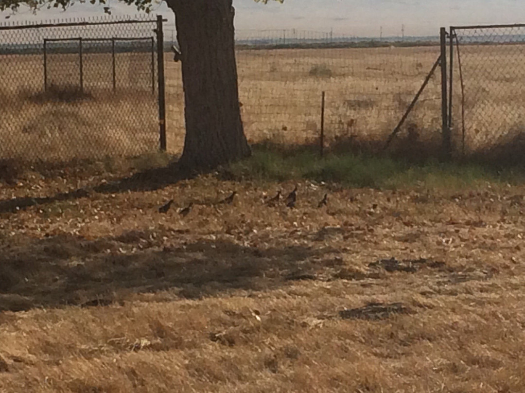 Tule Elk Reserve State Natural Reserve-Buttonwillow必去景点