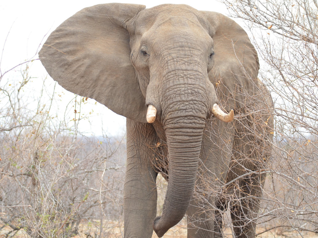 null-Klaserie Private Game Reserve