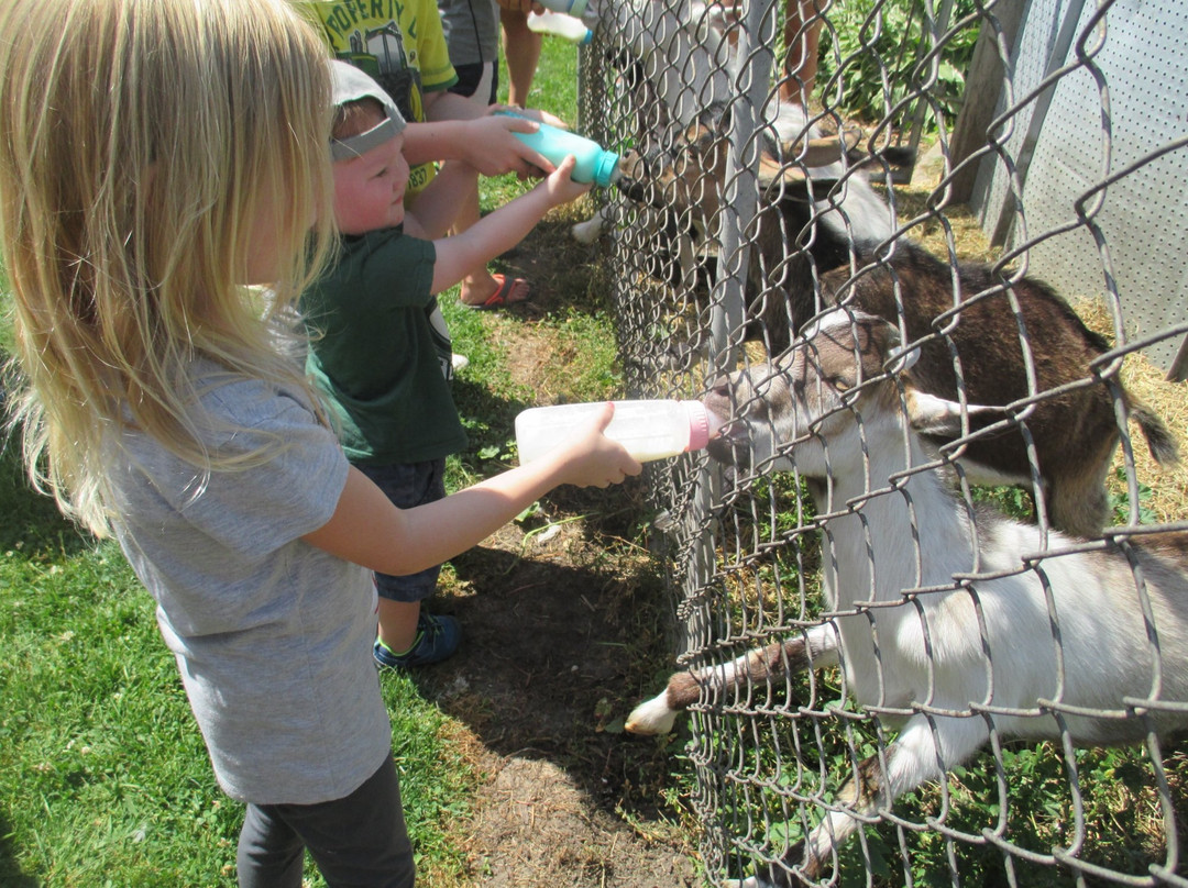 Hinchley's Dairy Farm Tours-Cambridge必去景点