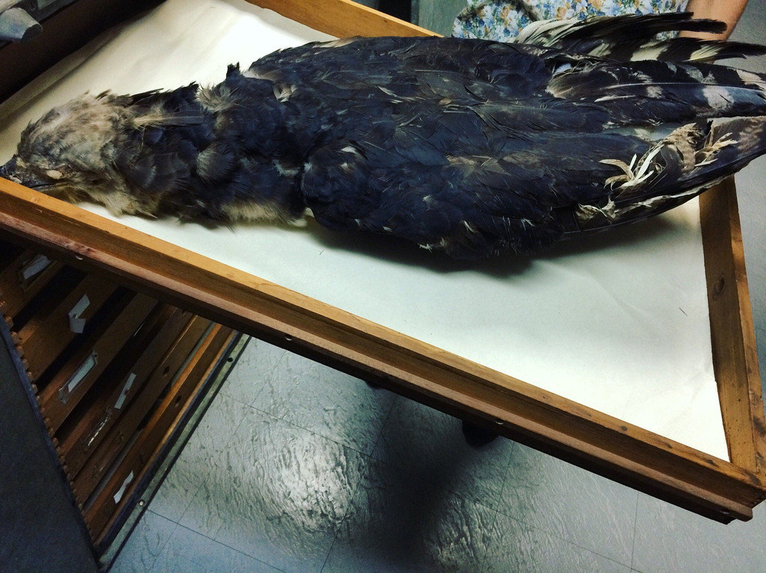 Coleccion Ornitologica William H. Phelps-加拉加斯必去景点