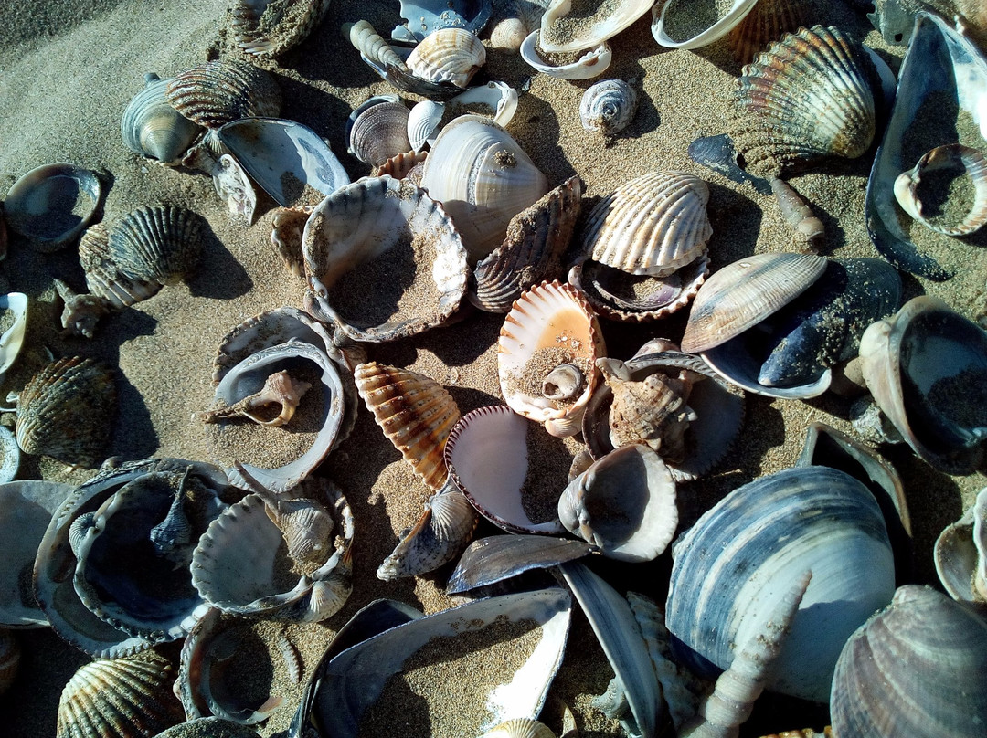 Spiaggia di Ca' Ballarin-卡瓦利诺-特雷波尔蒂必去景点