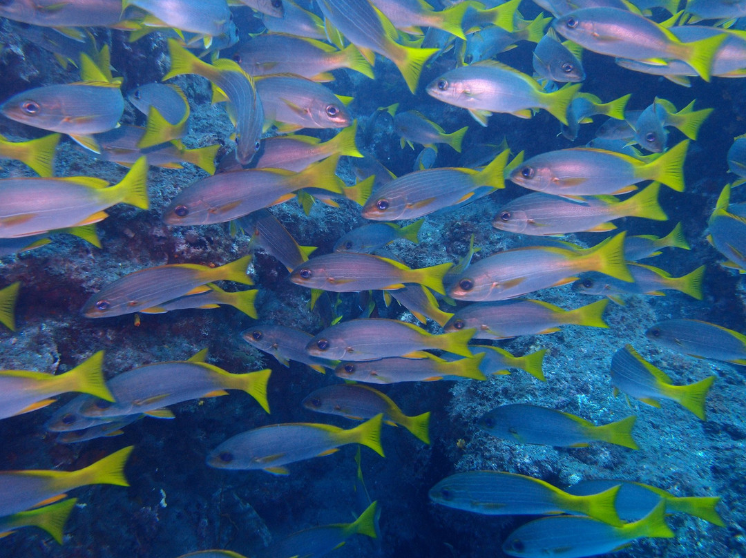 Santo Antao Scuba Diving-Santo Antao必去景点