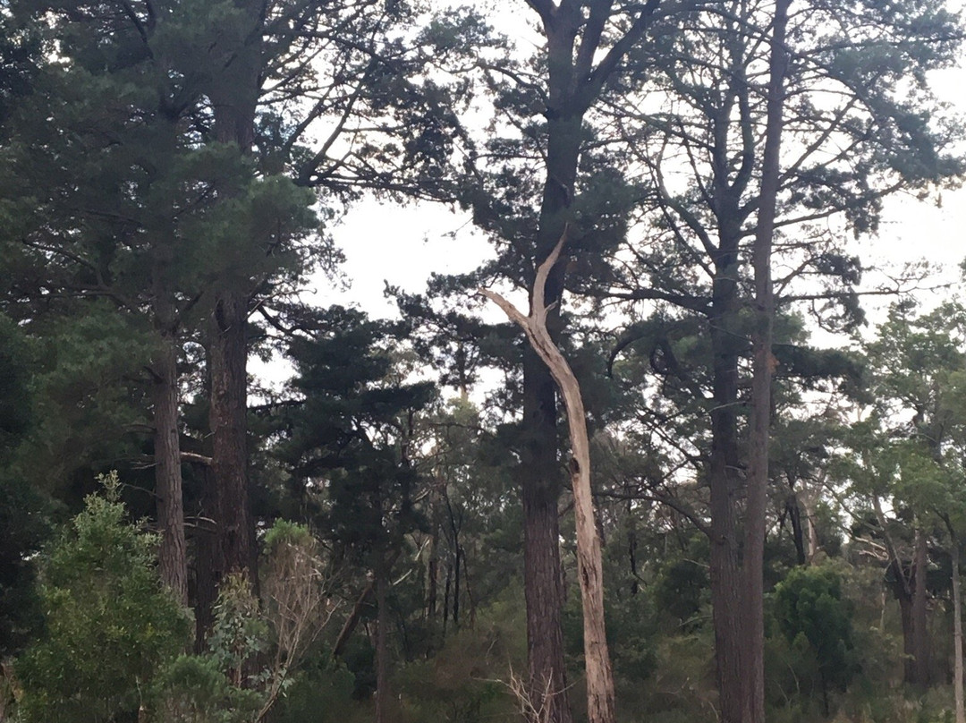 Antonio Park-Mitcham必去景点
