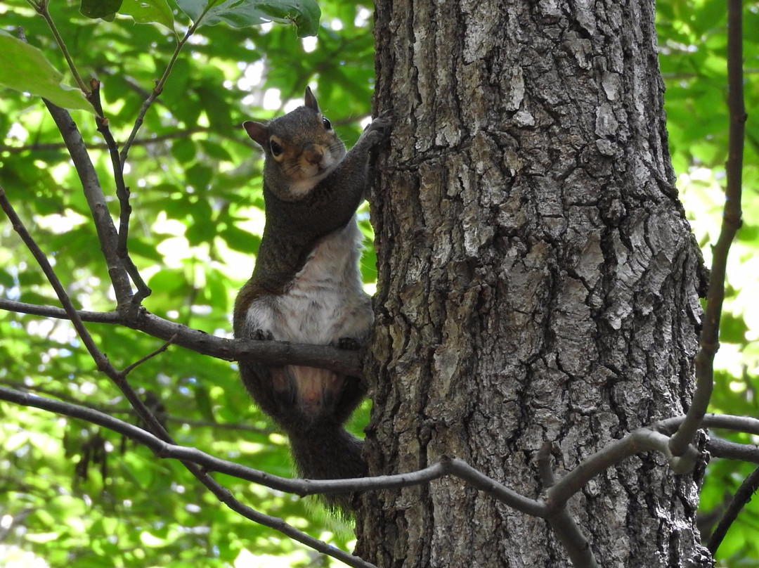 Rotary Park-克拉克斯维尔必去景点