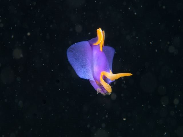 Tatsukushi Diving Center-土佐清水市必去景点