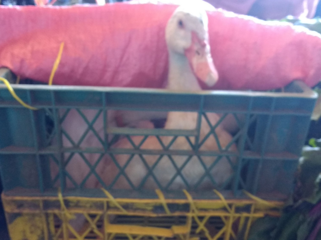 Feria libre de Rahue-Osorno必去景点