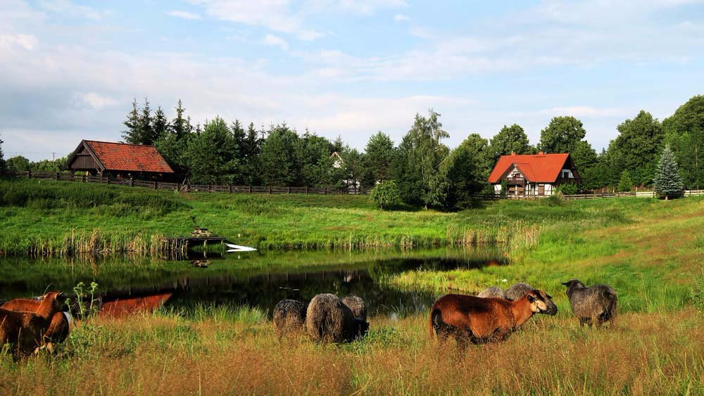 Siedlisko na Wygonie