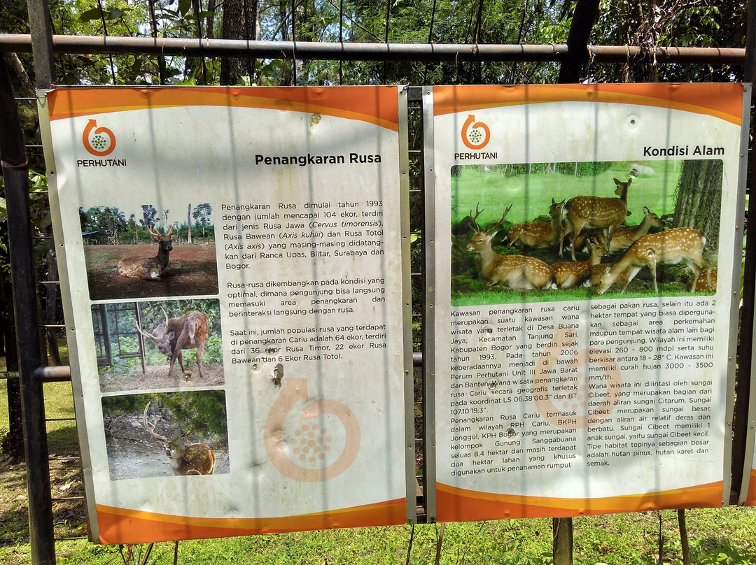 Penangkaran Rusa Cariu-茂物必去景点