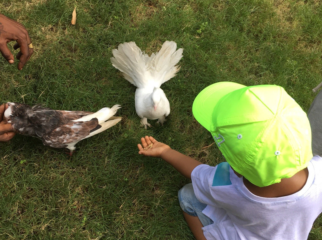 Jamaica Zoo-Lacovia必去景点