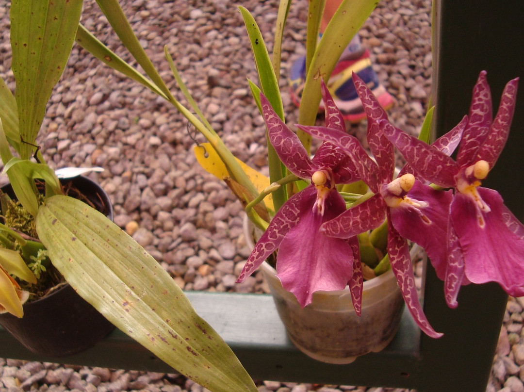Caribbean Botanical Garden景点图片