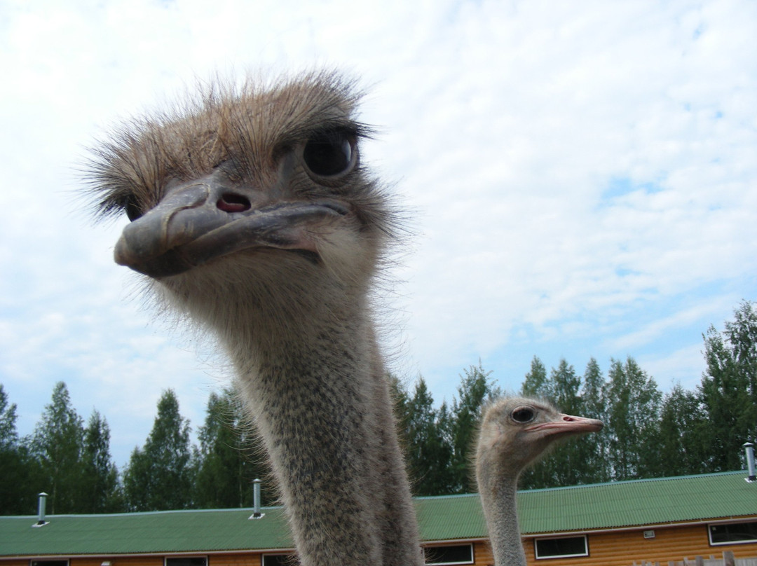 Ostrich Farm Strausiny Khutor景点图片