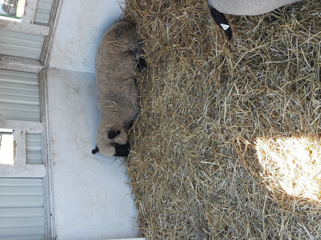 Jumbo's Pumpkin Patch-Middletown必去景点